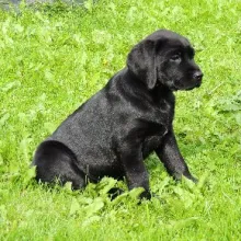 Labradorwelpe Carlo, sucht seine Familie