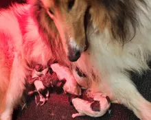 Amber direkt nach der Geburt.