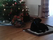 Basco von der Zauberschmiede, auf dem Foto knapp 2 Jahre alt.