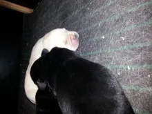 Welpen von Valeska, 6 Tage alt