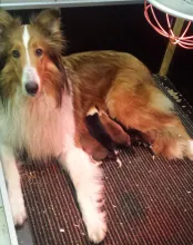 Lassie mit ihren 5 Colliekindern.