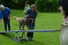 Hindernisse mit dem Welpen überwinden gibt dem Hundekind Vertrauen