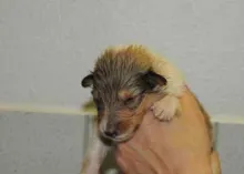 sable Rüdchen 3, frei (Grossfleck)