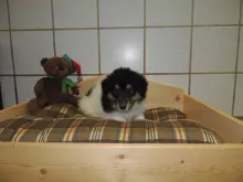 Hündin weiss trico Marken,  vergeben.