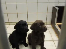Heros und Hera am 20.01.14 noch auf Familiensuche