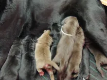 Labradorwelpen von Tilly und Avi, 1 Tag alt