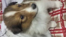 Colliewelpe, Rüde sable. Gut 4 Wochen alt.