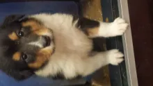 Tricolour Hündin, Colliewelpe, gut 4 Wochen alt.