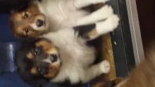2 Colliewelpen, Mädels einmal sable einmal tricolour. Gut 4 Wochen alt.