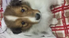 Colliewelpe, Rüde sable. Gut 4 Wochen alt.