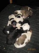 8 kleine Lassies