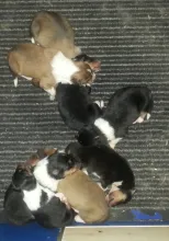 Colliewelpen mit 5 Tagen. 