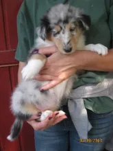 Blue merle Hündin (reserviert)