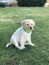 Lucky-Rocky von der Zauberschmiede