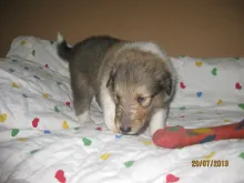 Sable Rüdchen 1