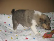 Sable Rüdchen 1