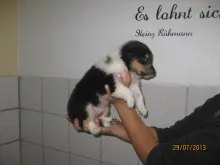 Rüde in trico. 3