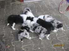 Alle 6 aus dem E-Wurf beim Fressen.
