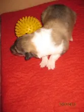 Sable Rüde