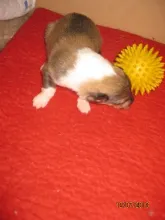 Der 2. kleine Sablerüde