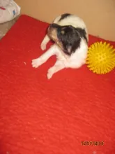 Der 2. kleine Weiße mit trico.