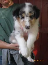 Blue merle Rüdchen (frei)