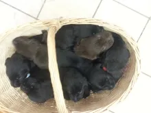 Labradorwelpen von unserer Tine