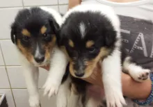  Colliewelpen, gut 3 Wochen alt.  2 Mädels