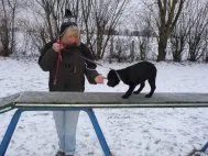 Hindernisse mit dem Welpen überwinden gibt dem Hundekind Vertrauen