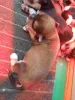 Rüdchen braun/weiß 1 Woche alt.