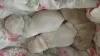 3 gelbe Bübchen, 13.08.17, vergeben.