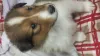 Colliewelpe, Rüde sable. Gut 4 Wochen alt.