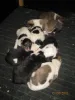 8 kleine Lassies