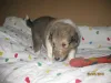 Sable Rüdchen 1