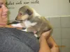Sable Rüde 2