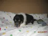 Rüde in trico. 3