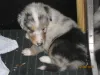 Blue Merle.