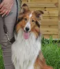 Mutterhündin Lassie