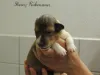Hündin, 9 Tage alt